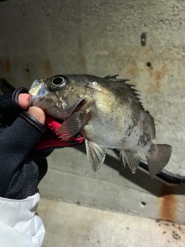 シロメバルの釣果