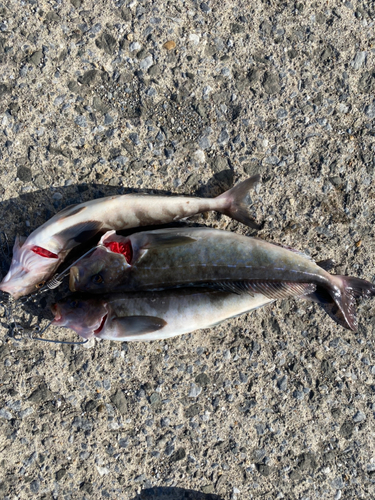 ホッケの釣果