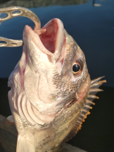 キビレの釣果