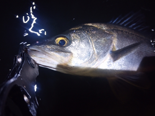 スズキの釣果