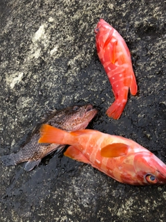 オオモンハタの釣果