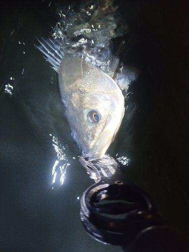 スズキの釣果