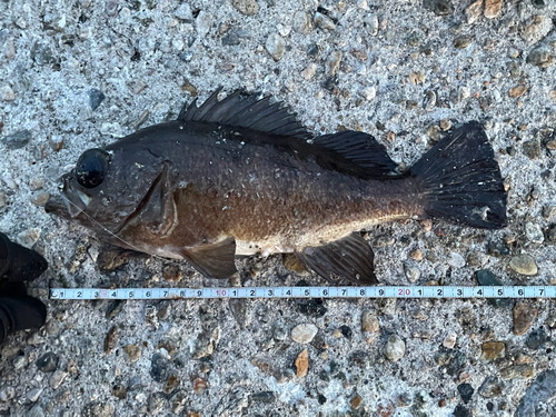 アカメバルの釣果