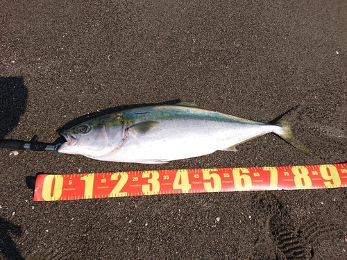 ブリの釣果