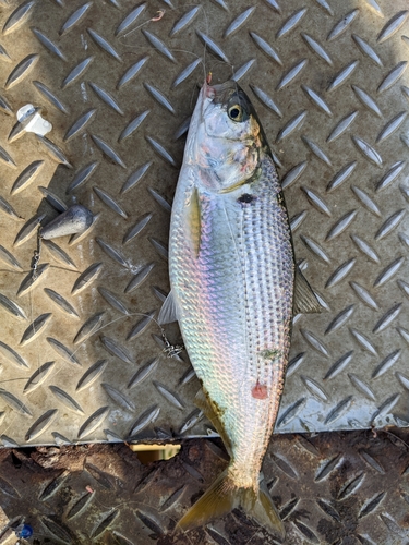 サバの釣果