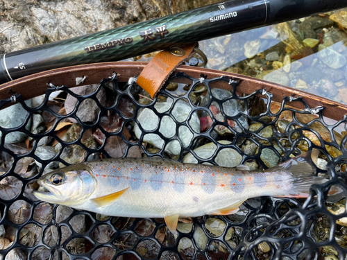 アマゴの釣果