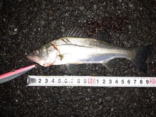 シーバスの釣果