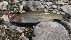 ウグイの釣果