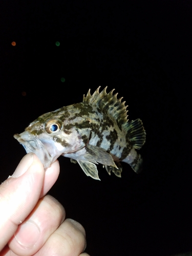 タケノコメバルの釣果