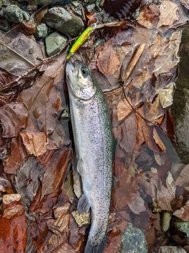 ニジマスの釣果