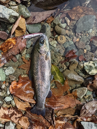 ニジマスの釣果