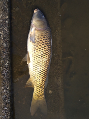 コイの釣果