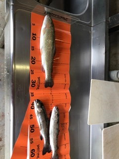 ニジマスの釣果