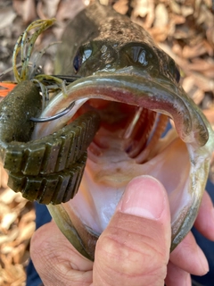 ラージマウスバスの釣果