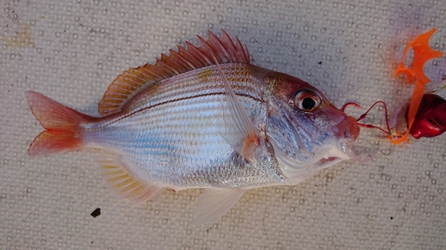 レンコダイの釣果