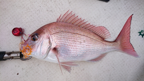 マダイの釣果