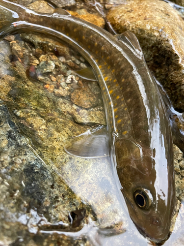 イワナの釣果