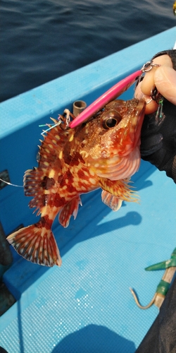 カサゴの釣果