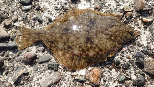 カレイの釣果