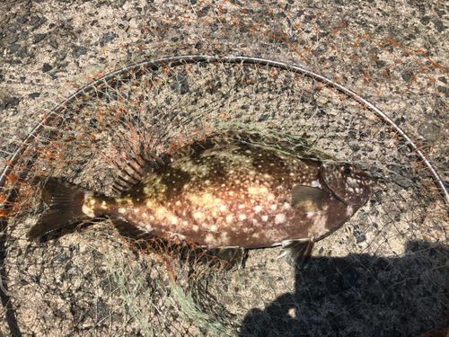 アイゴの釣果