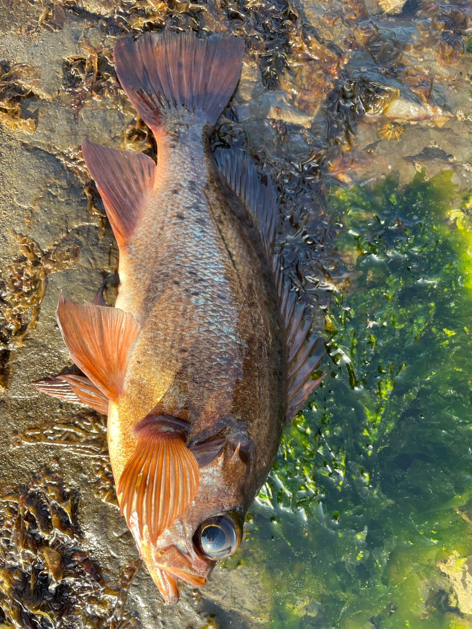 アカメバル