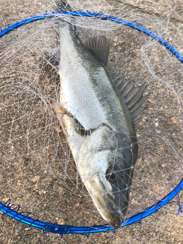 スズキの釣果