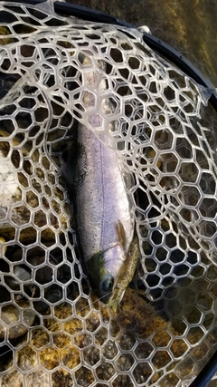 ニジマスの釣果