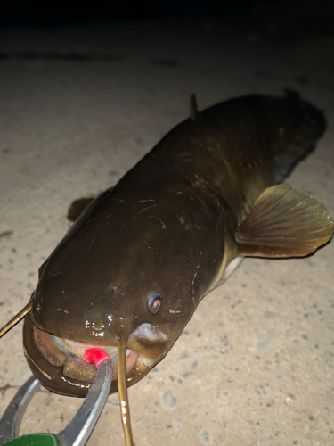 ナマズの釣果