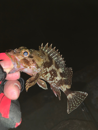 カサゴの釣果