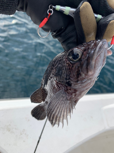 クロソイの釣果