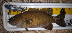 スモールマウスバスの釣果