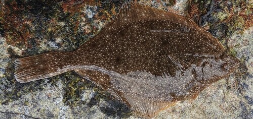 カレイの釣果