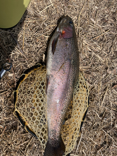 ヤシオマスの釣果