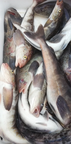 ホッケの釣果