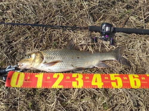 ニゴイの釣果