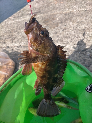 カサゴの釣果