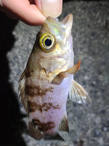 メバルの釣果