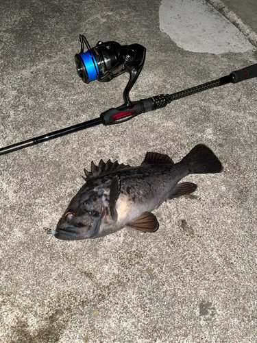 クロソイの釣果