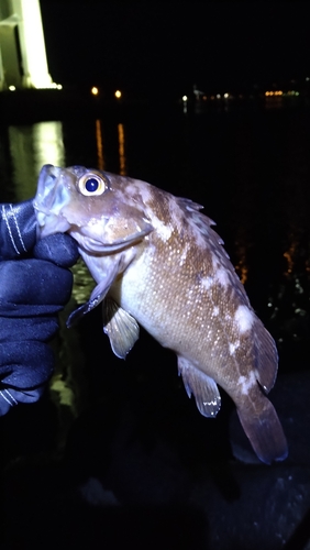 エゾメバルの釣果