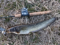 ナマズの釣果