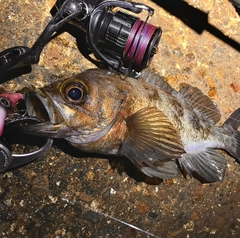 シロメバルの釣果