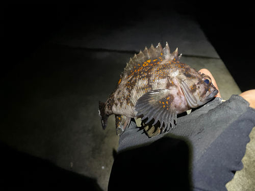 オウゴンムラソイの釣果