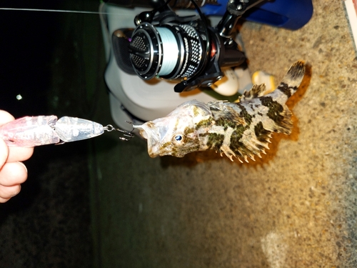 タケノコメバルの釣果