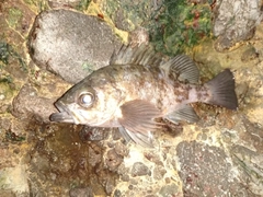 シロメバルの釣果