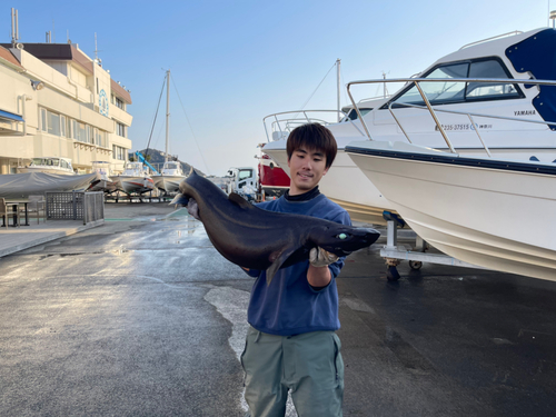 ユメザメの釣果