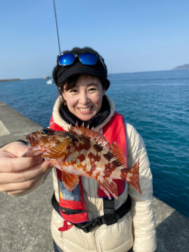 カサゴの釣果