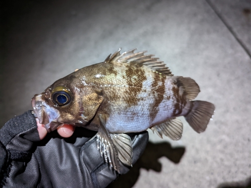 メバルの釣果