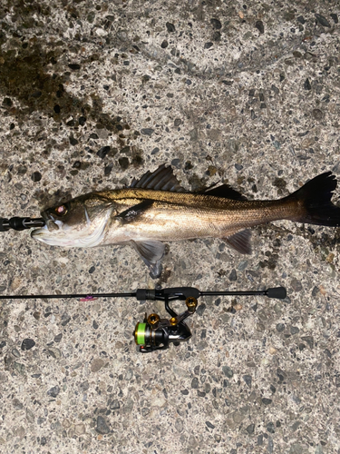 スズキの釣果