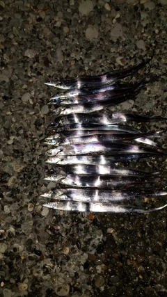 タチウオの釣果