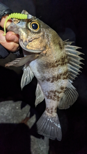 シロメバルの釣果